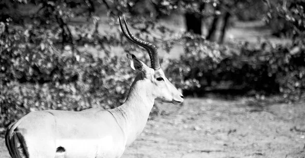 Dziki impala w buszu zima — Zdjęcie stockowe