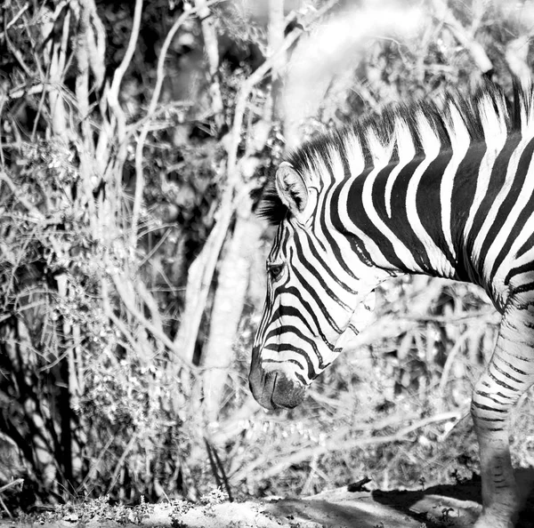 In south africa     wildlife  nature  reserve and  zebra — Stock Photo, Image