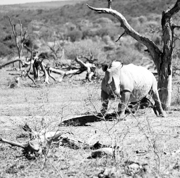 In Sudafrica riserva naturale e rinoceronte — Foto Stock