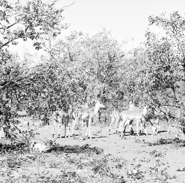 Wild impala in the winter bush — Stock Photo, Image