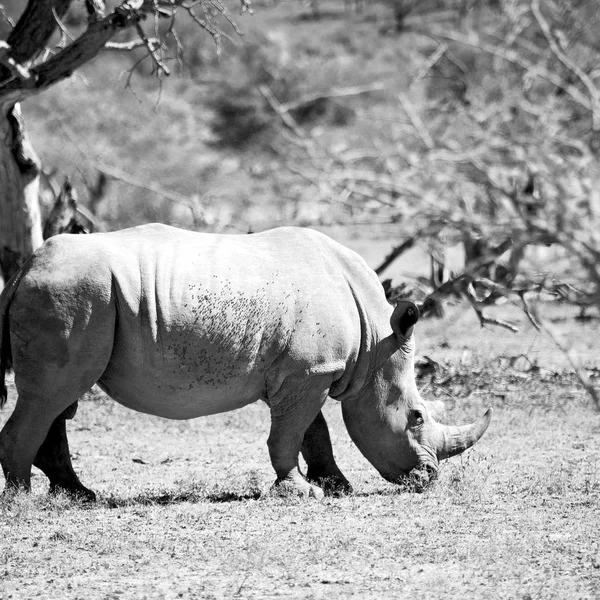 Dél-Afrika wildlife reserve és orrszarvú — Stock Fotó