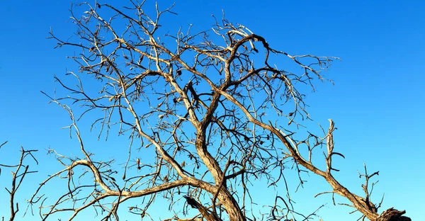 Alter Baum und seine Äste im klaren Himmel — Stockfoto