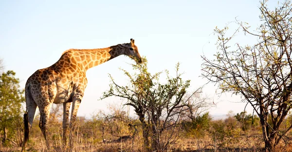 En Sudáfrica reserva de vida silvestre y jirafa — Foto de Stock