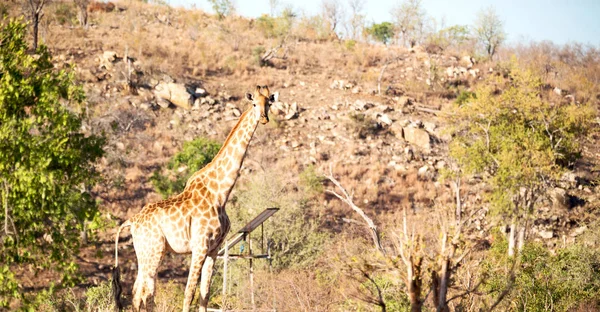 In south africa    wildlife   reserve and       giraffe — Stock Photo, Image