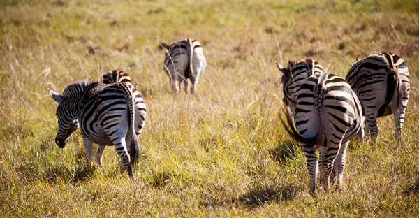 In Südafrika Wildlife Nature Reserve und Zebra — Stockfoto