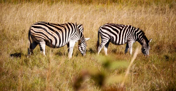 Na África do Sul reserva natural de vida selvagem e zebra — Fotografia de Stock