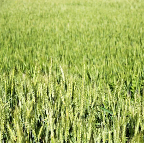 En la explotación cultivada de Irán — Foto de Stock