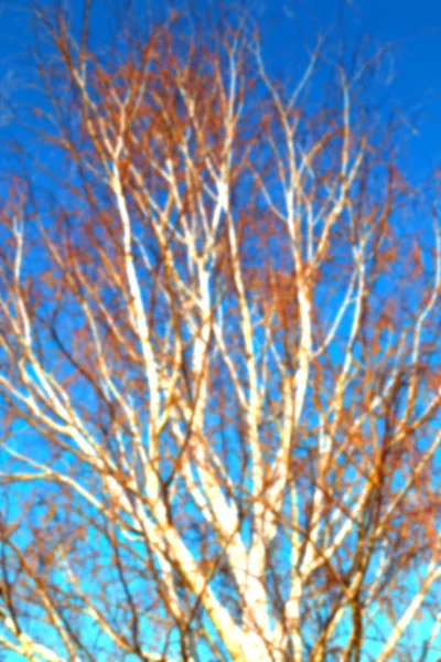 Stare drzewo i jego oddziałów w bezchmurne niebo — Zdjęcie stockowe