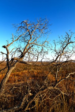  eski ağaç ve berrak gökyüzü onun şubeleri