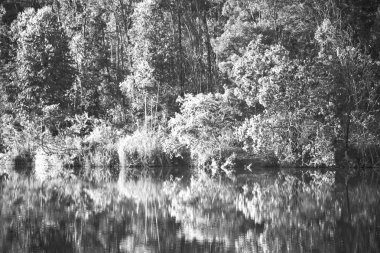   su Lirası göl ve ağaç yansıması