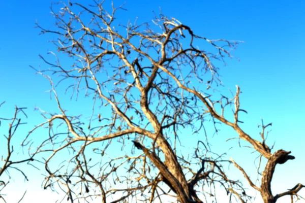 古い木と晴天空における彼の枝 — ストック写真