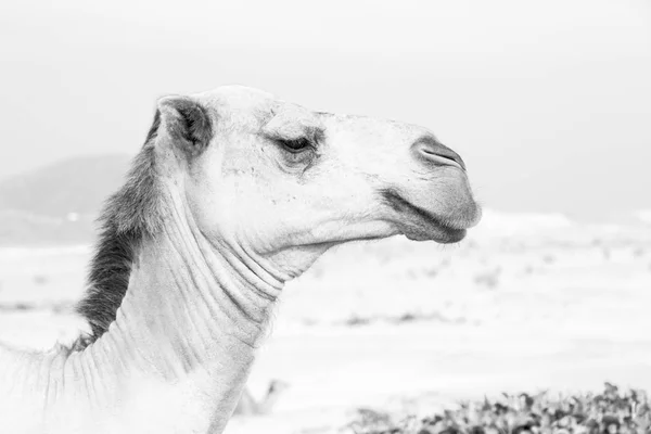 Em oman vazio quarto de deserto um dromedário livre perto do mar — Fotografia de Stock