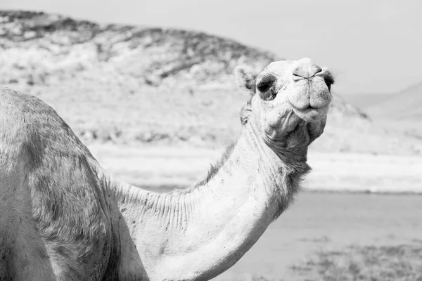 В Оман верблюд порожня чверть пустелі безкоштовний дрододарі поблизу — стокове фото