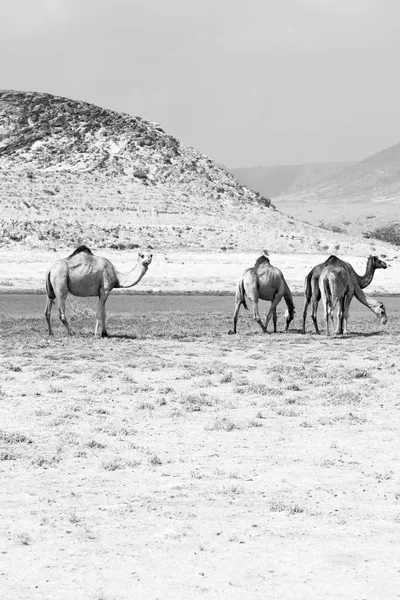 In oman kameel leeg kwartaal van woestijn een gratis dromedaris in de buurt van de — Stockfoto