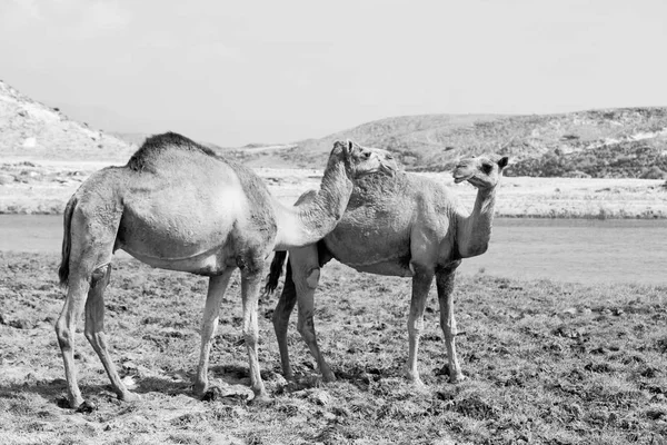 W oman camel pusty kwartał z pustynny wolna dromader w pobliżu — Zdjęcie stockowe