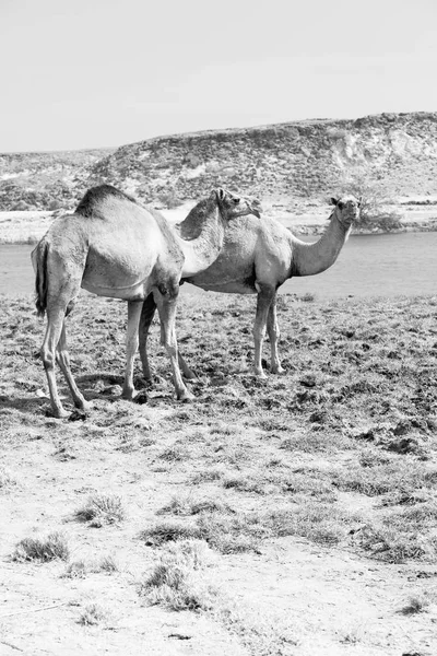 В Оман верблюд порожня чверть пустелі безкоштовний дрододарі поблизу — стокове фото