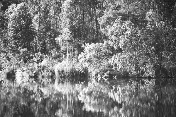 El lago de libras y el reflejo del árbol en el agua — Foto de Stock