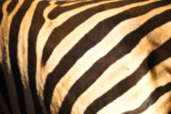 Wild zebra skin abstract background — Stock Photo, Image