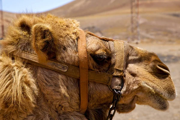 Timanfaya İspanya Afrika gökyüzü kahverengi dromedary — Stok fotoğraf