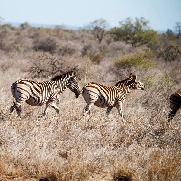 In Südafrika Wildlife Nature Reserve und Zebra — Stockfoto