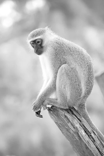 In Südafrika Wildtiere Natur und Affen — Stockfoto