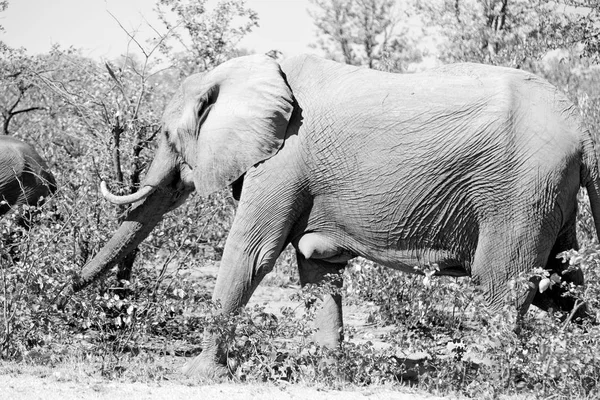 En Afrique du Sud réserve naturelle sauvage et éléphant — Photo