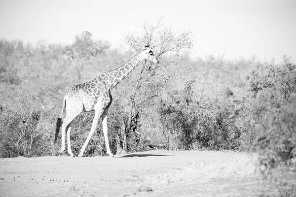 En Sudáfrica reserva de vida silvestre y jirafa —  Fotos de Stock