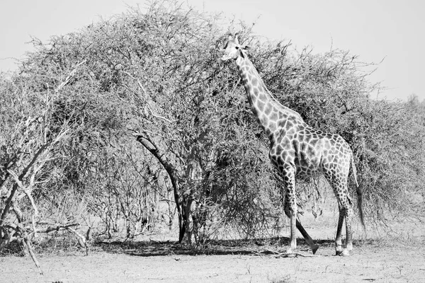 in south africa     wildlife    reserve and   giraffe