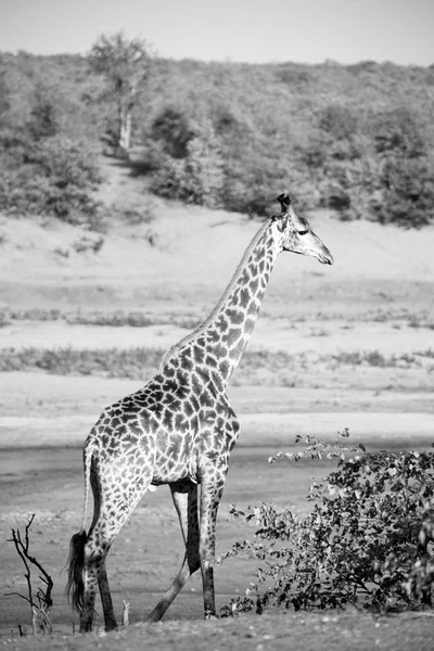 У Південній Африці заповідник дикої природи і giraffe — стокове фото