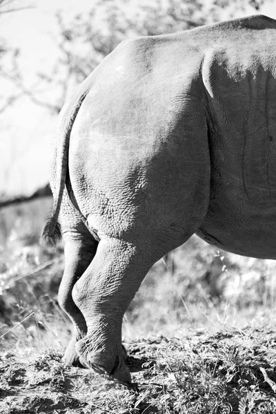 Dél-Afrika wildlife reserve és orrszarvú — Stock Fotó