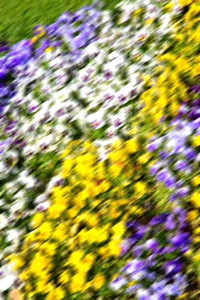 I fiori e il giardino — Foto Stock