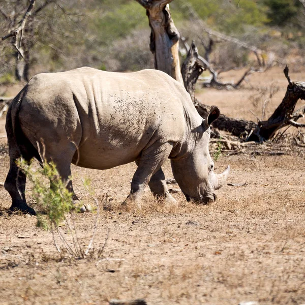 Na África do Sul reserva de vida selvagem e rinoceronte — Fotografia de Stock