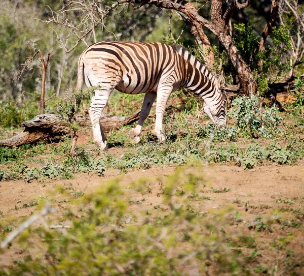 In Sudafrica riserva naturale naturale e zebra — Foto Stock