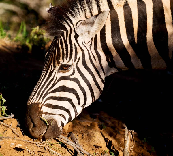 In Sudafrica riserva naturale naturale e zebra — Foto Stock