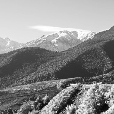 Todra gorge Fas'ta bush 