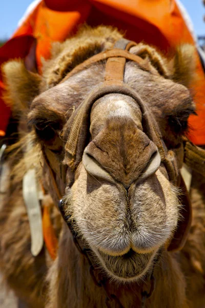 Timanfaya spain africa front brown dromedary bite in the volcani — Stock Photo, Image