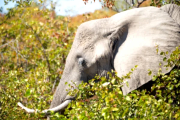 En Afrique du Sud réserve naturelle sauvage et éléphant — Photo