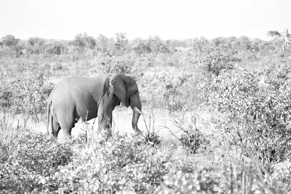 南アフリカの野生動物の自然保護区で象 — ストック写真