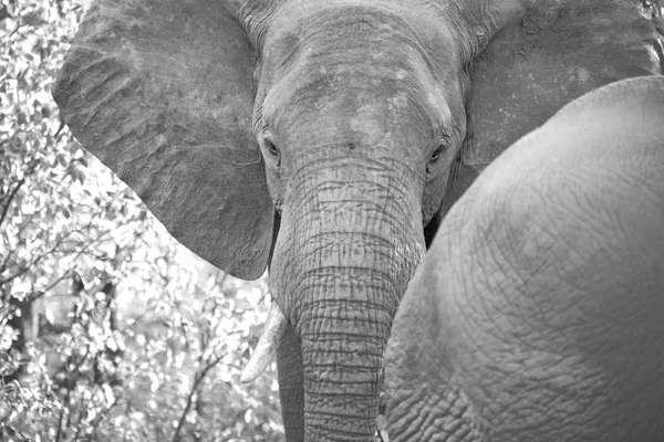 In south africa     wildlife  nature  reserve and   elephant — Stock Photo, Image