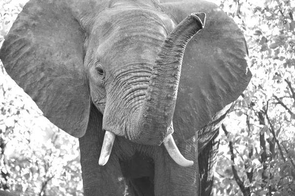 Na África do Sul reserva natural de vida selvagem e elefante — Fotografia de Stock