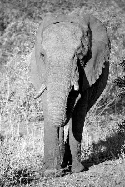 Na África do Sul reserva natural de vida selvagem e elefante — Fotografia de Stock