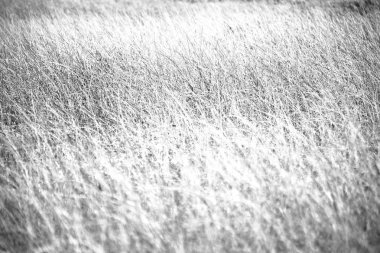 soyut çimenler gibi arka plan bulanıklık  