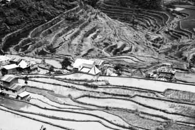   coultivation pirinç Teras alanı   