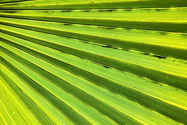 Feuille verte abstraite dans — Photo