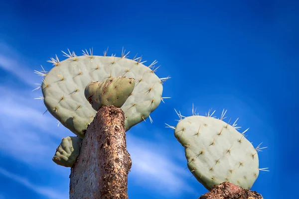 Na África do Sul céu nuvem e cacto — Fotografia de Stock