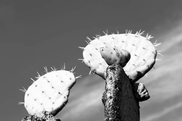 Im südafrikanischen Wolkenhimmel und Kaktus — Stockfoto