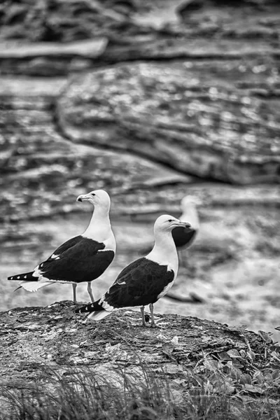 Gaviota en el cabo costero de Sudáfrica — Foto de Stock