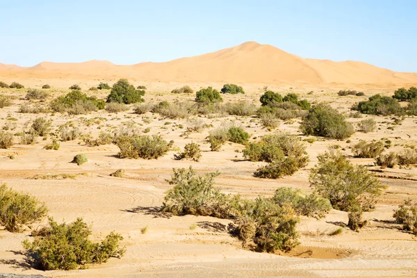 사하라 사막에서에서 부시 대통령은 오래 된 화석 — 스톡 사진