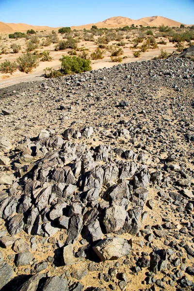 Arbusto viejo fósil en el cielo de piedra de roca y — Foto de Stock