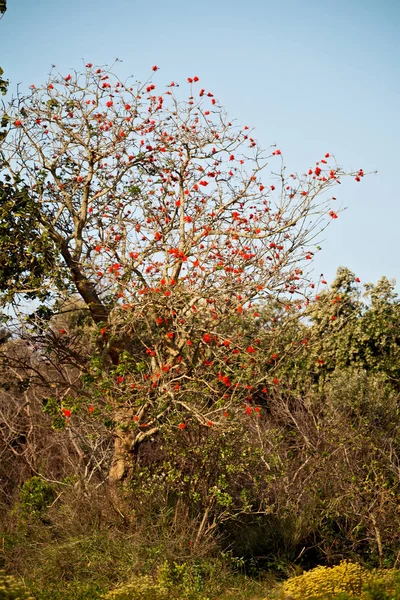 Primer plano de la planta de flores y cielo despejado — Foto de Stock